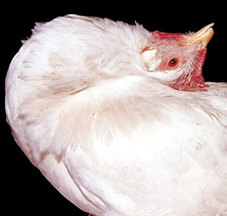 Newcastle Disease